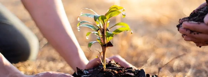 Hands planting a small green sapling in soil, fostering community and sustainability.