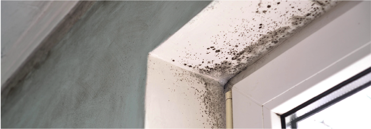 damp and mould in council property