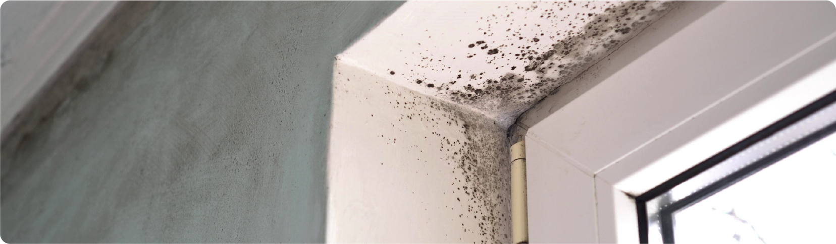damp and mould in rented homes